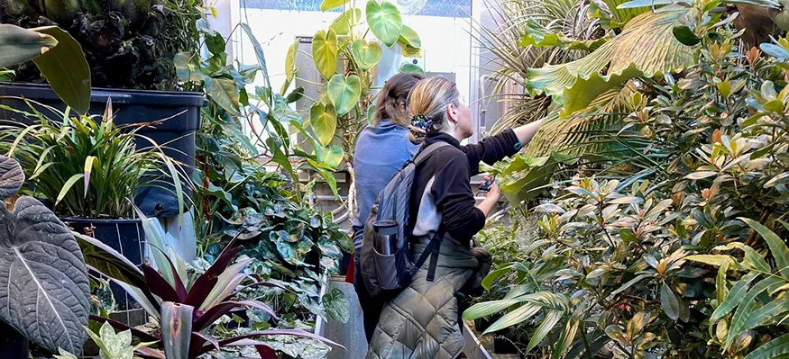 A visitor walking among tropical plants inside the University of Washington greenhouse.