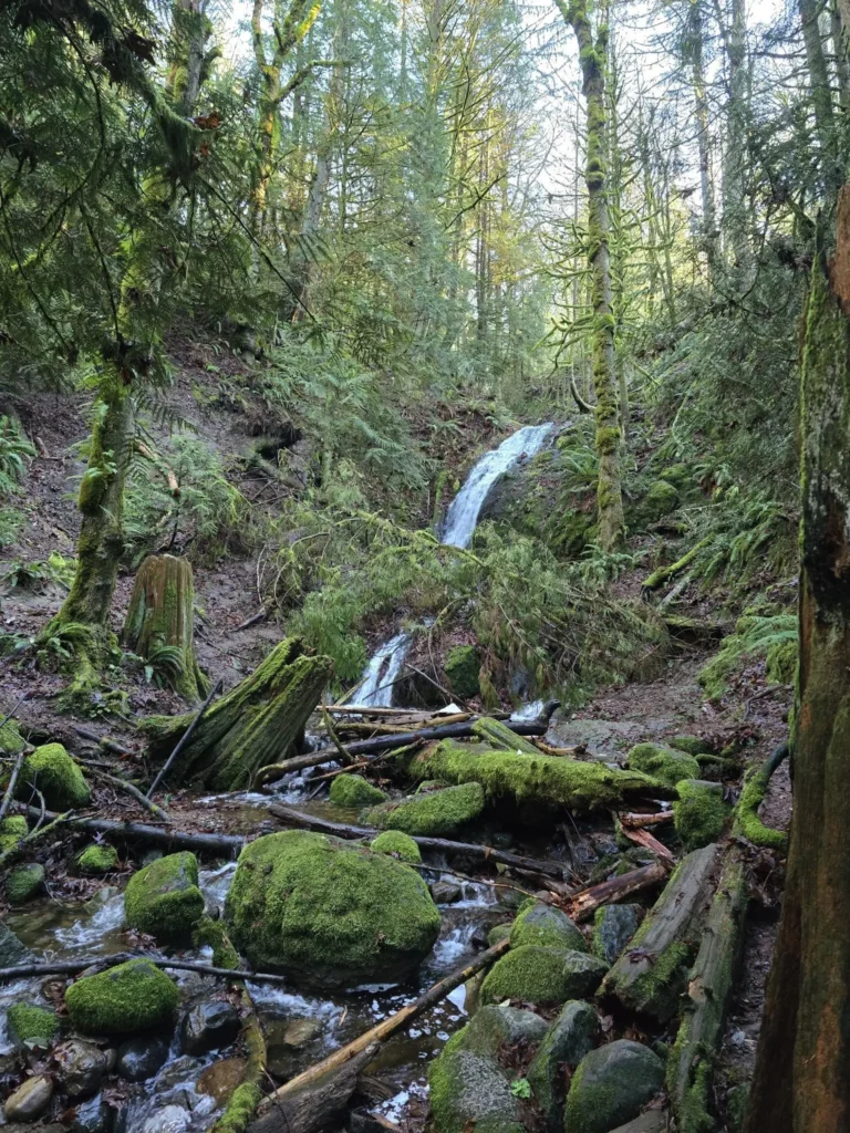 The Cougar Mountain is the top 1 in hiking trails near Seattle, with just 25-minute drive fro the city.